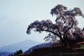 里山の春