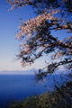 桜華