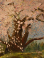 戸津辺の蝦夷彼岸桜