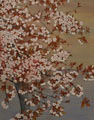 山桜