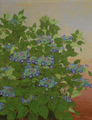 額紫陽花