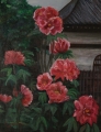 裏庭の牡丹