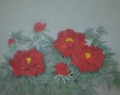 牡丹花 牡丹花